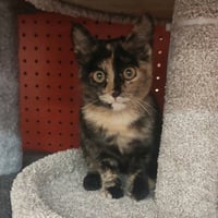 Gizmo - Photo 4