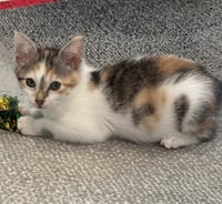 Cookie - Photo 2