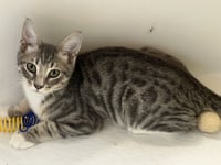 Chip - Photo 1