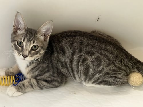 CHIP - Domestic Short Hair available for adoption