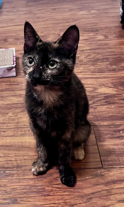 ATHENA - Domestic Short Hair available for adoption