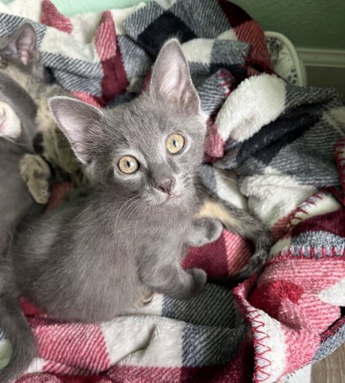 APRIL - Russian Blue available for adoption