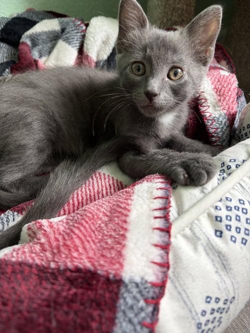 APRIL - Russian Blue available for adoption