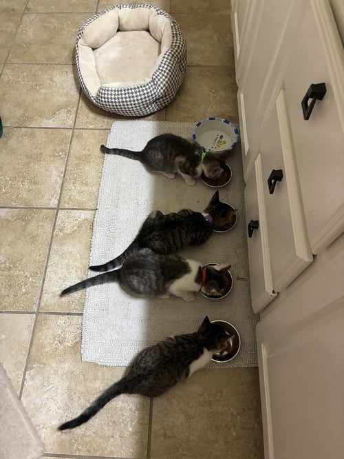 BURRITO - Domestic Short Hair available for adoption