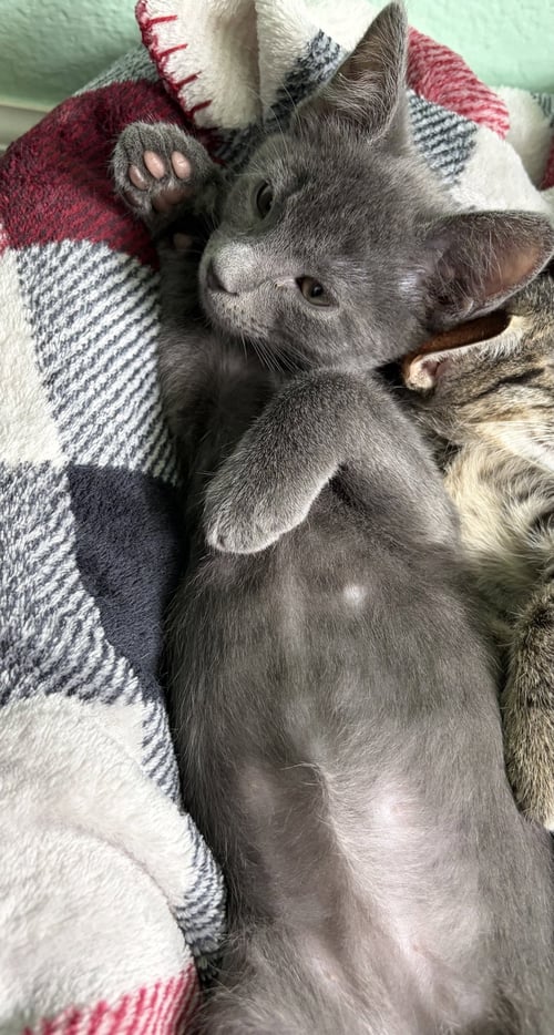 ASH P - Russian Blue available for adoption