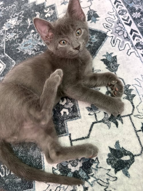ASH P - Russian Blue available for adoption