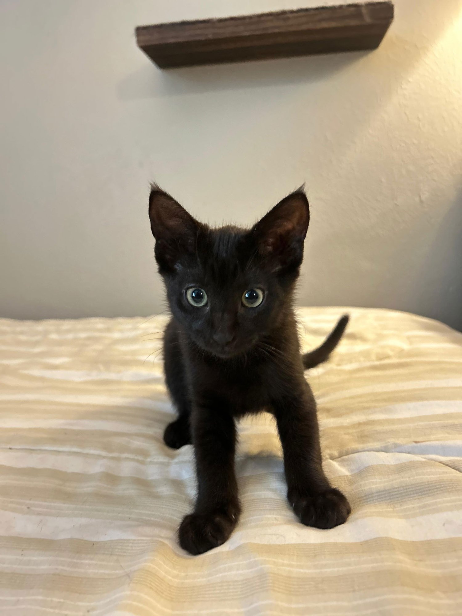 PURPURA - Domestic Short Hair available for adoption