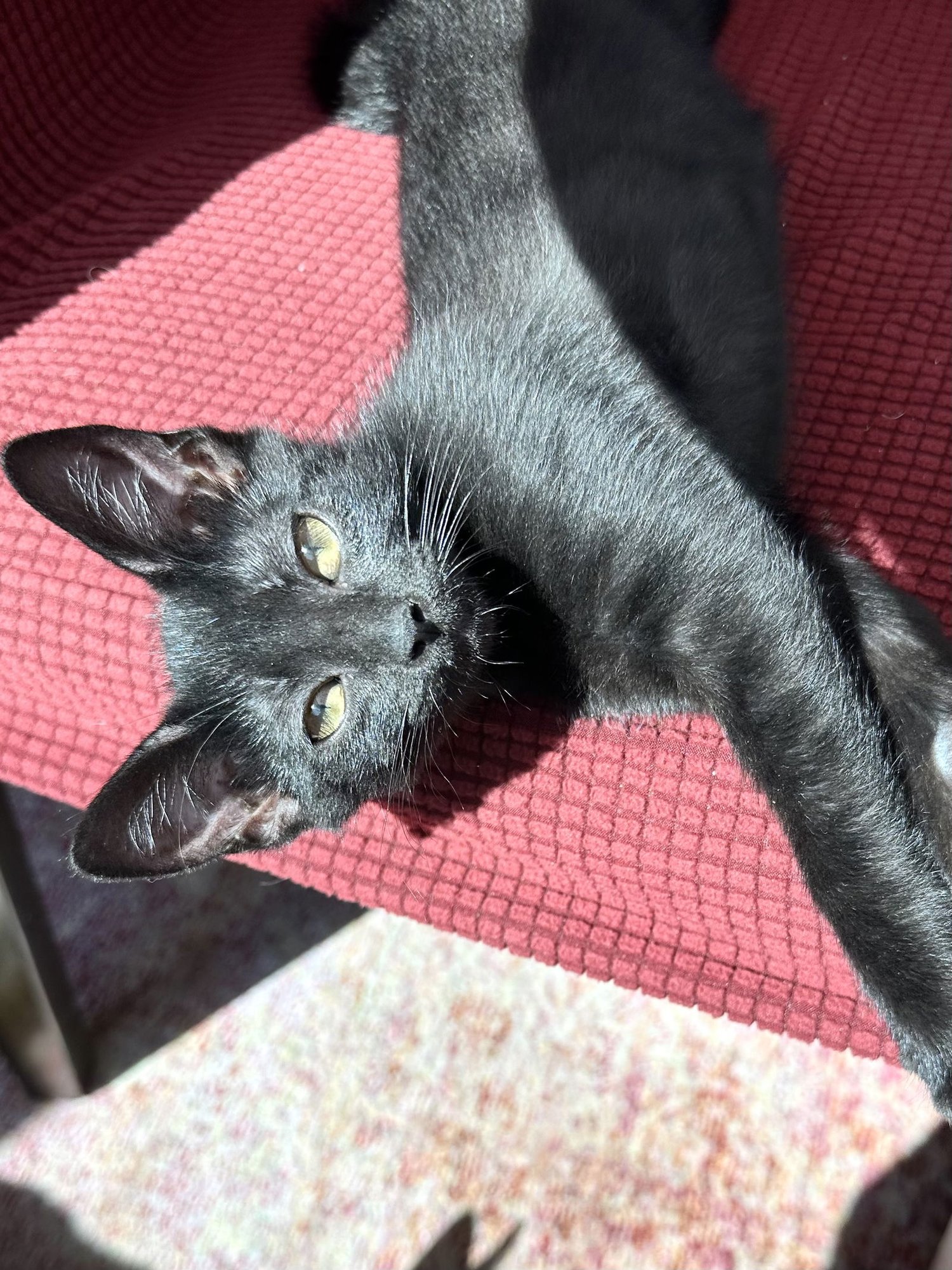 NUTELLA - Domestic Short Hair available for adoption