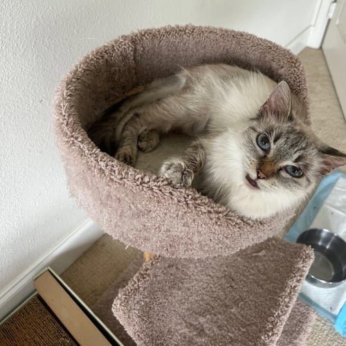 MIA B - Siamese / Tabby available for adoption