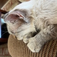 Mia B - Photo 4