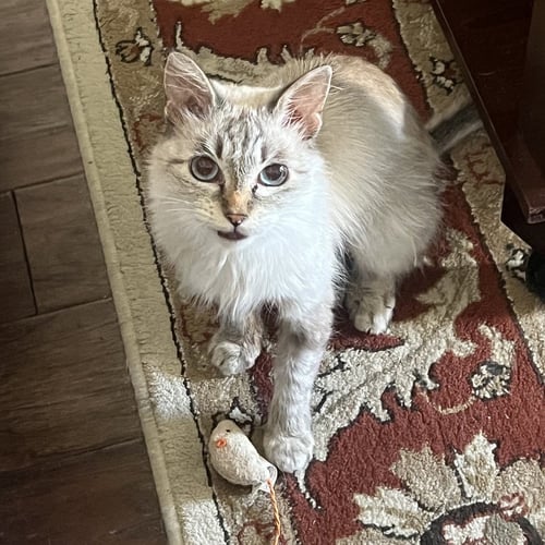 MIA B - Siamese / Tabby available for adoption