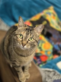Dinah - Photo 2
