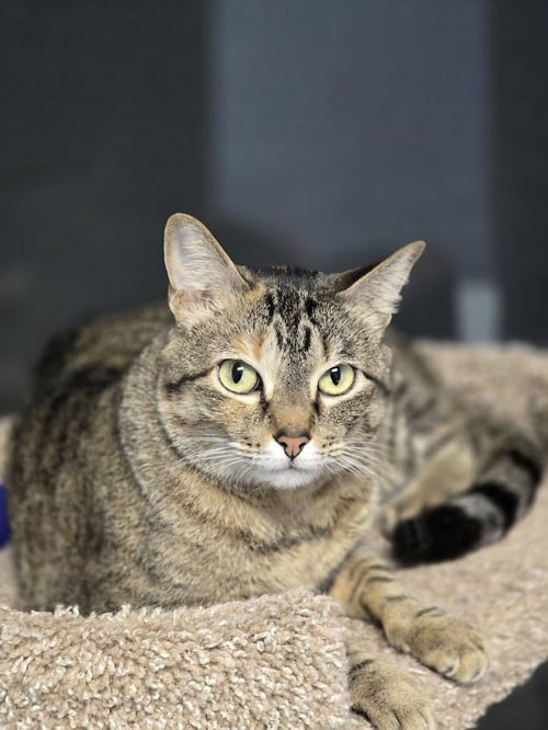 DINAH - Domestic Short Hair / Tabby available for adoption