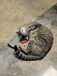Dinah - Photo 4