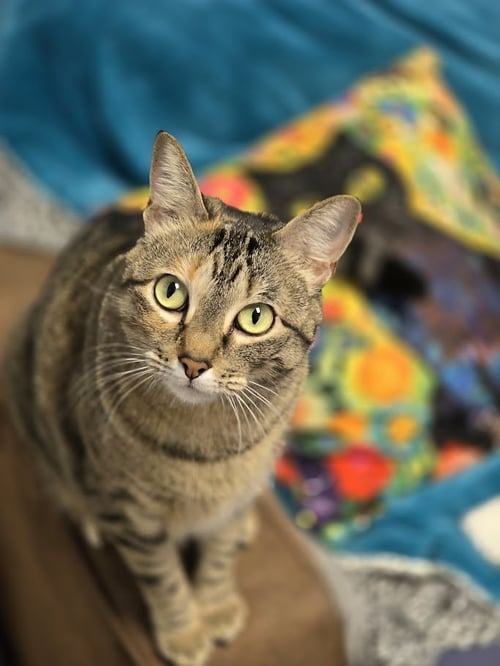 DINAH - Domestic Short Hair / Tabby available for adoption