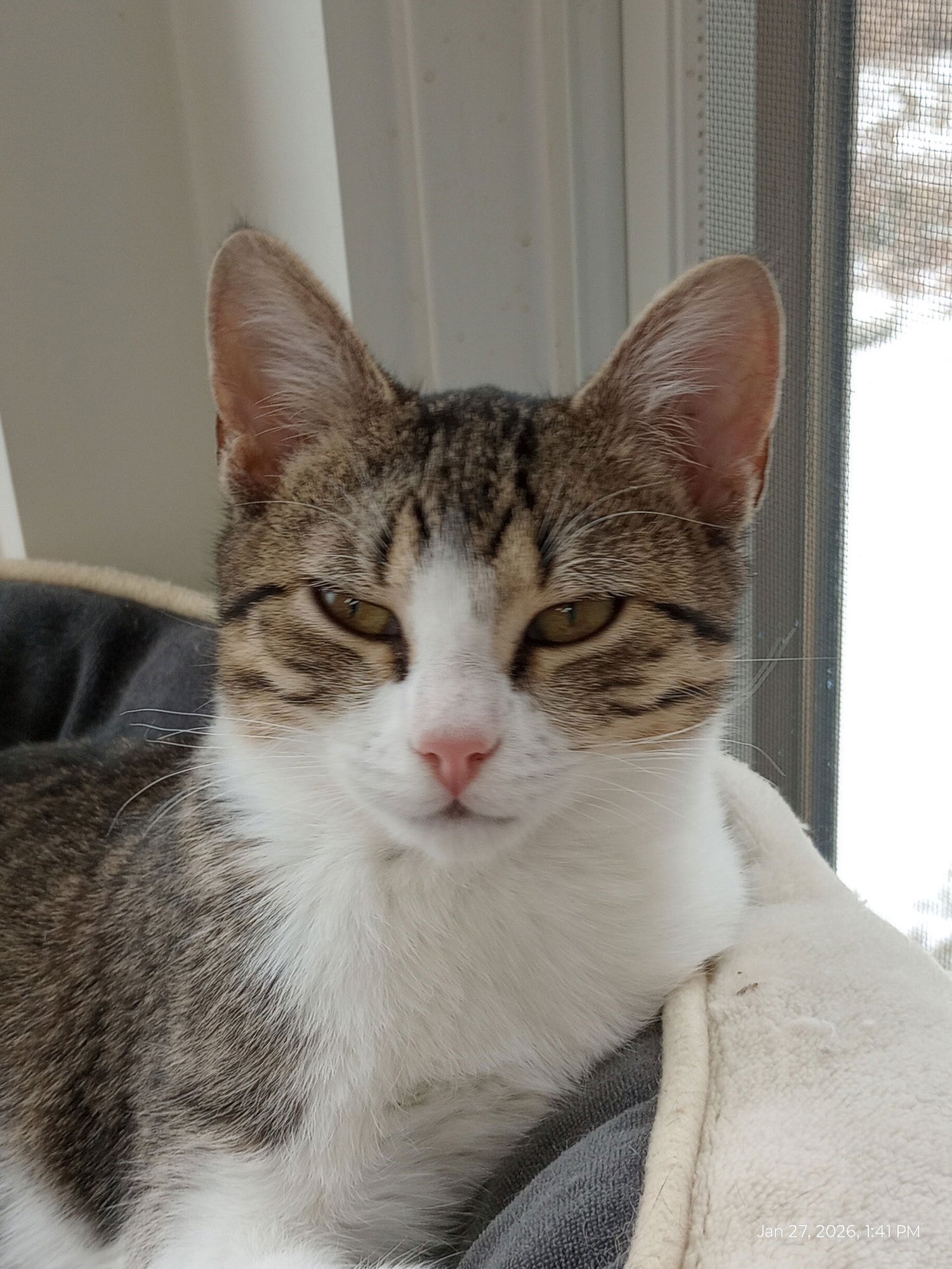 JELLYBEAN - Domestic Short Hair / Tabby available for adoption