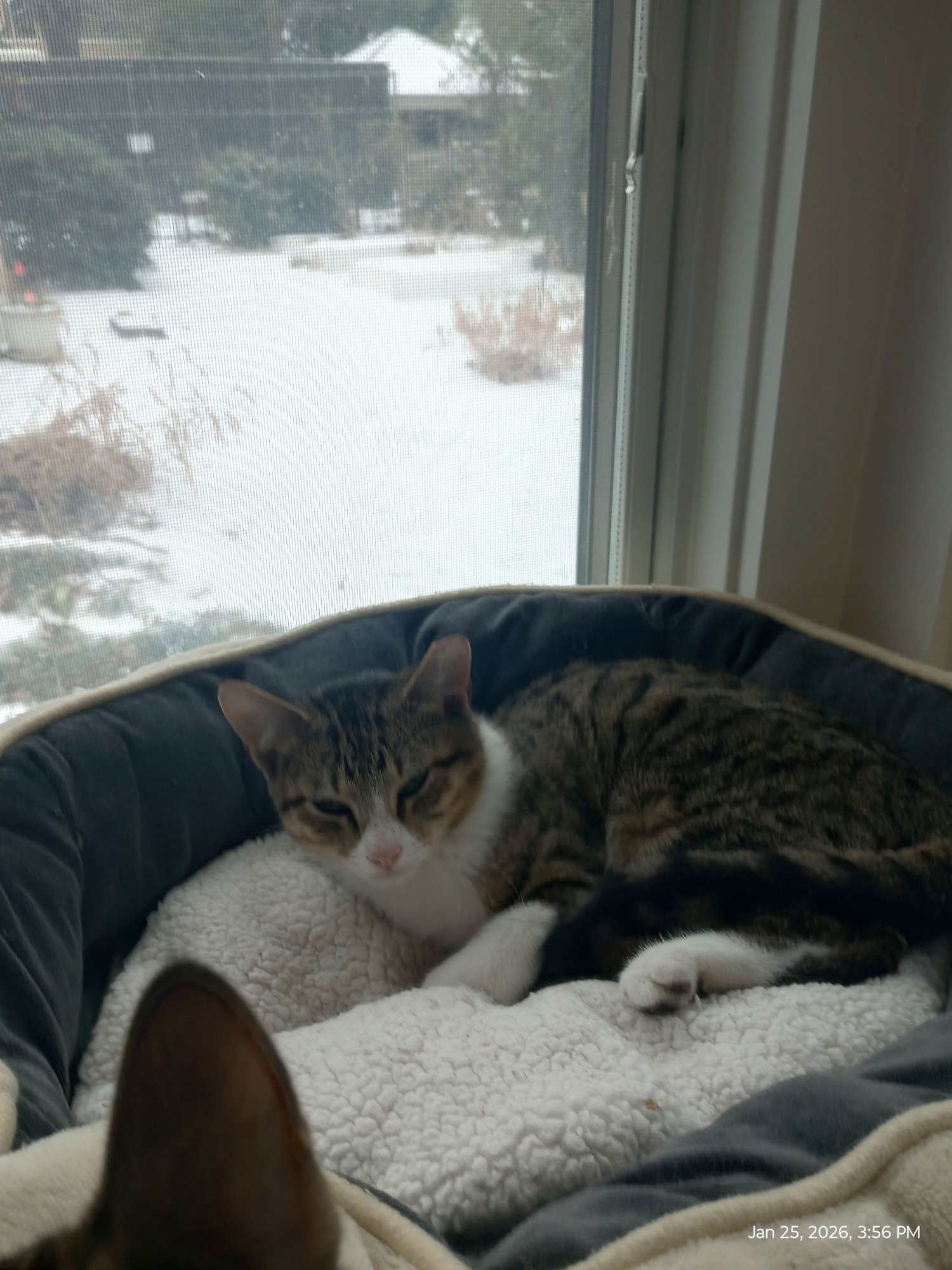 JELLYBEAN - Domestic Short Hair / Tabby available for adoption