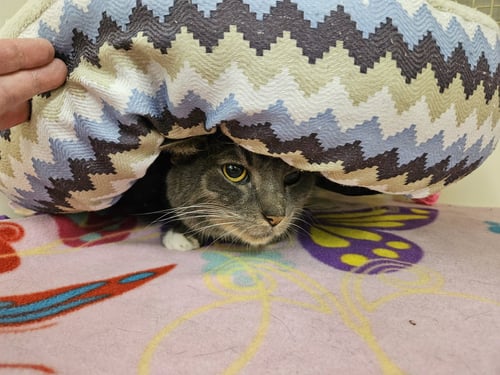 MR. GREY - Domestic Short Hair available for adoption