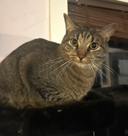 FERGUS S. - Tabby for adoption in McKinney