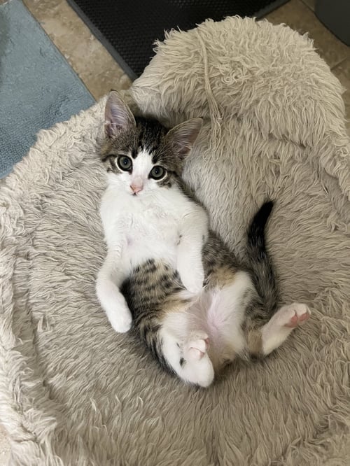 OLIVIA RODRIGO AKA EMMA - Domestic Short Hair available for adoption