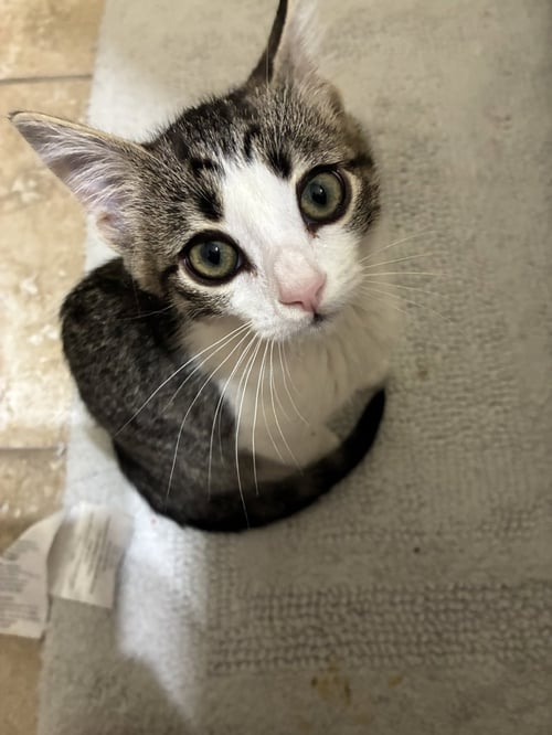 OLIVIA RODRIGO AKA EMMA - Domestic Short Hair available for adoption