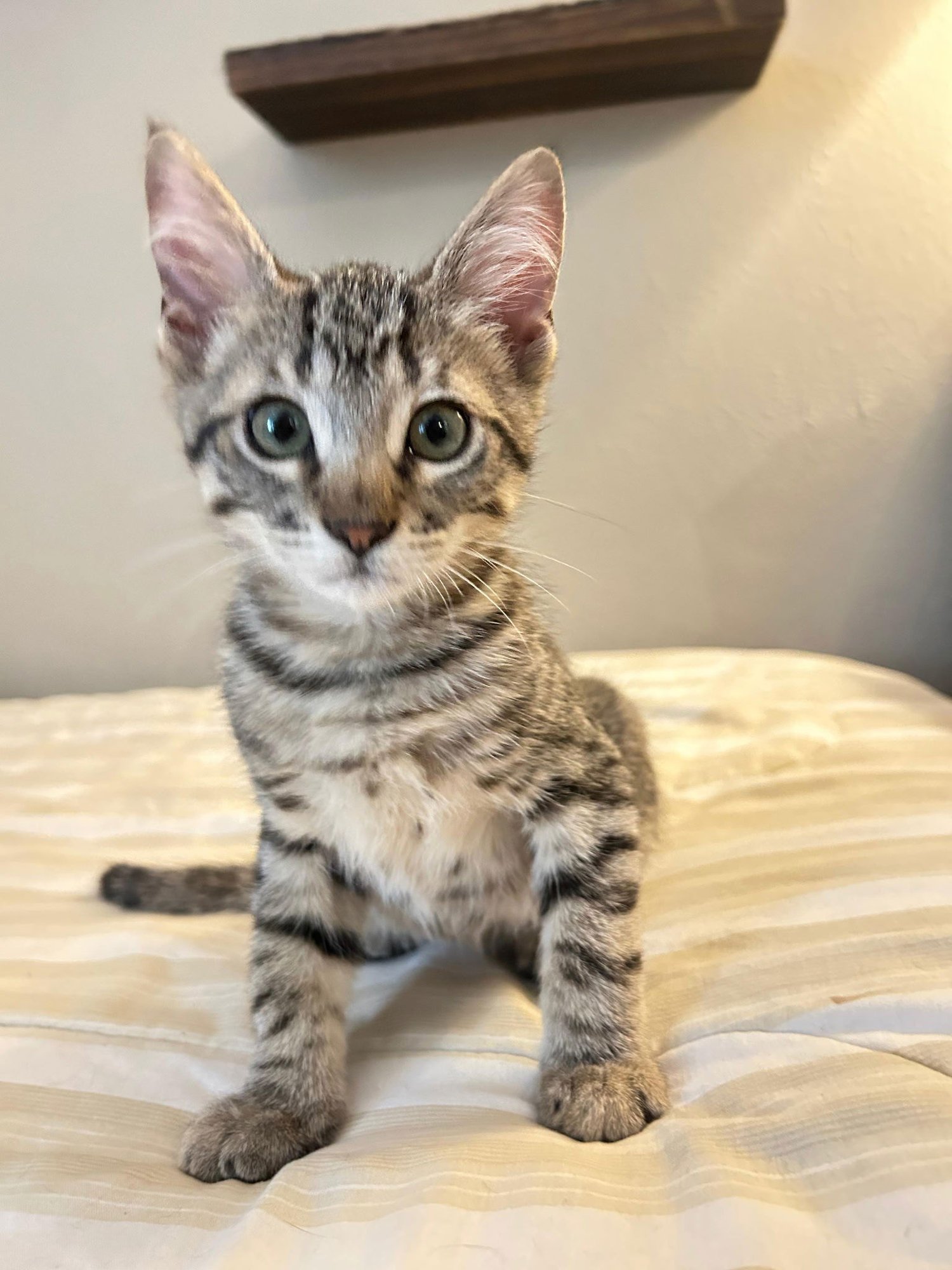 YELLOW - Domestic Short Hair / Tabby available for adoption