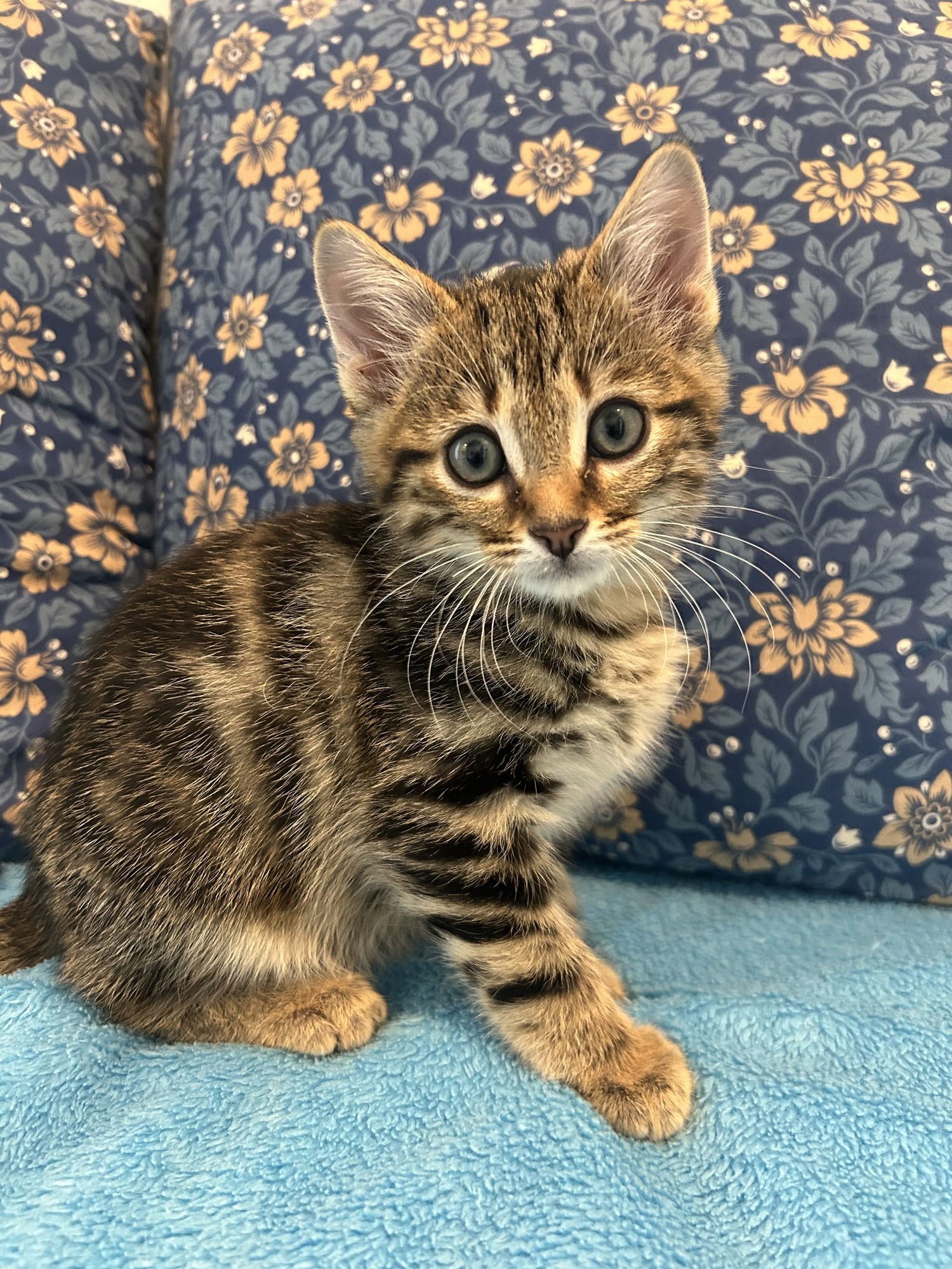 OZZY - Domestic Short Hair / Tabby available for adoption