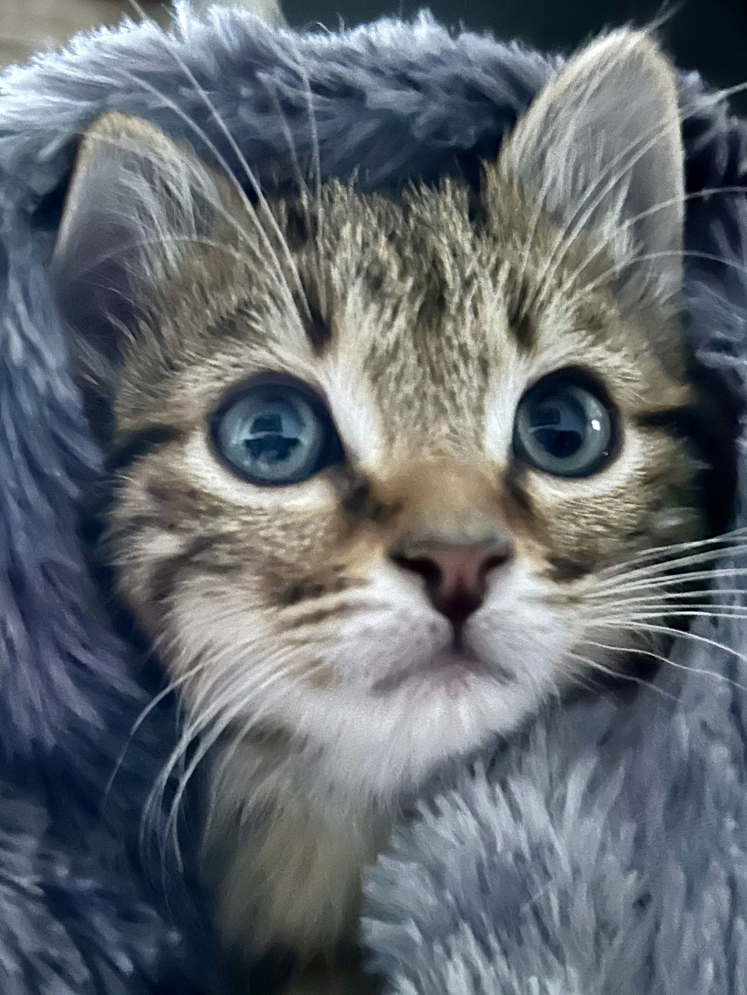 OZZY - Domestic Short Hair / Tabby available for adoption