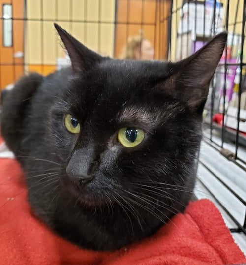 ADDIE - Domestic Short Hair available for adoption
