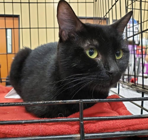 ADDIE - Domestic Short Hair available for adoption
