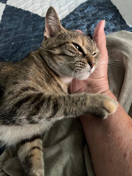 COCOA PUFF - Torbie available for adoption