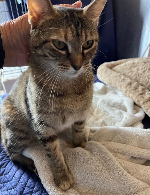 COCOA PUFF - Torbie available for adoption