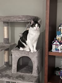 Cooper - Photo 6