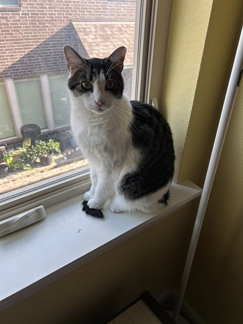 COOPER - Tabby available for adoption
