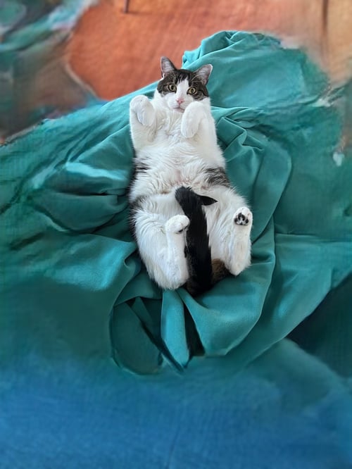 COOPER - Tabby available for adoption