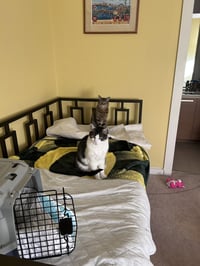 Cooper - Photo 8