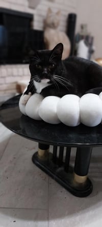 Tucker - Photo 4