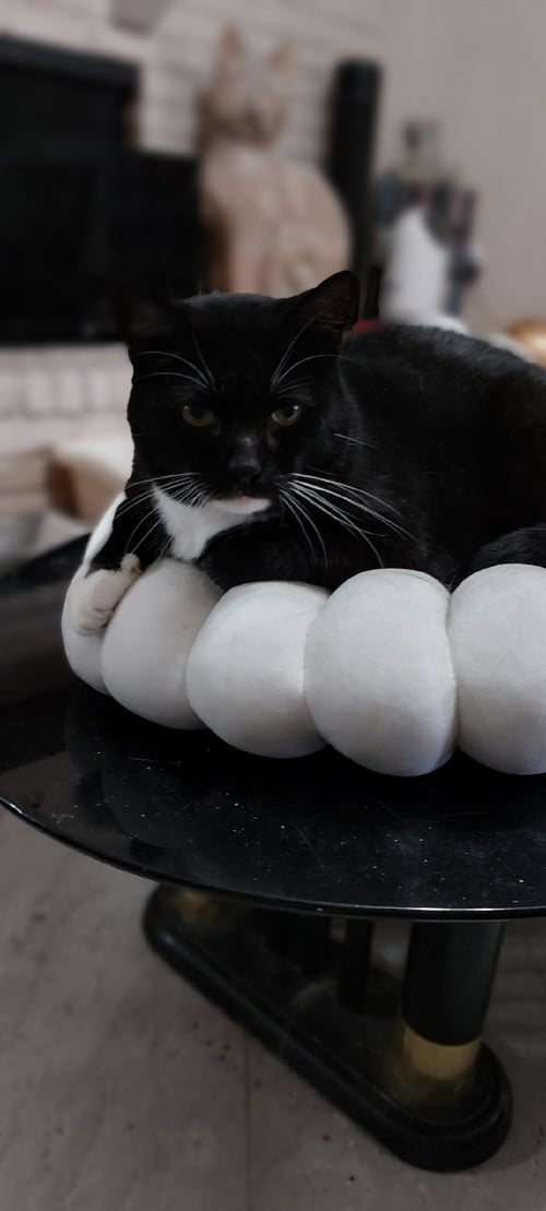 TUCKER - Tuxedo / Domestic Short Hair for adoption in McKinney