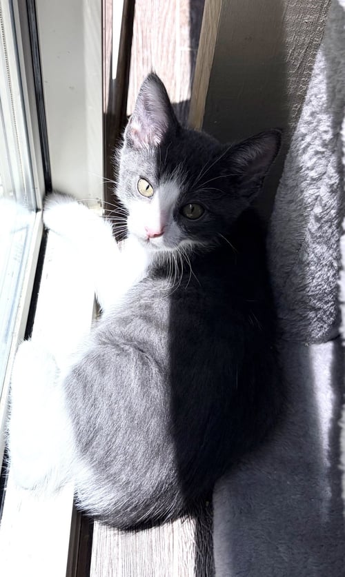 TIDE - Domestic Short Hair available for adoption