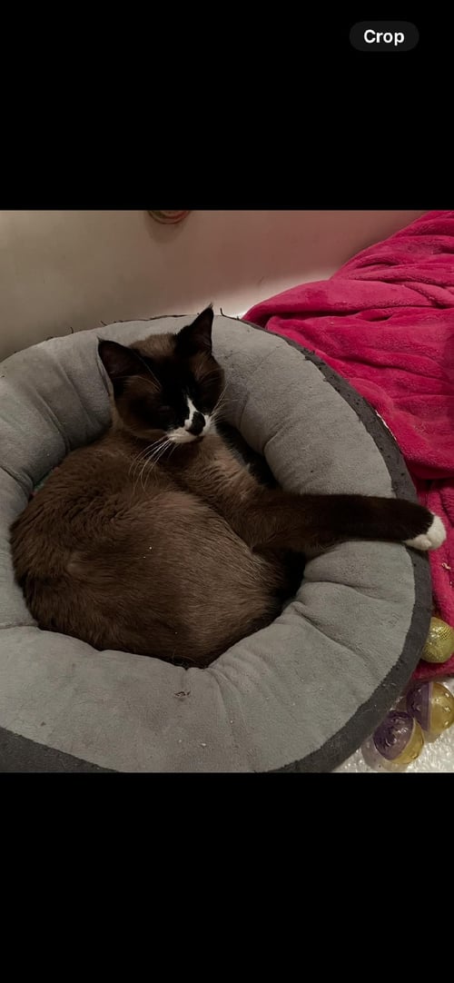CASEY - Siamese available for adoption