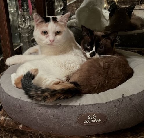 CASEY - Siamese available for adoption