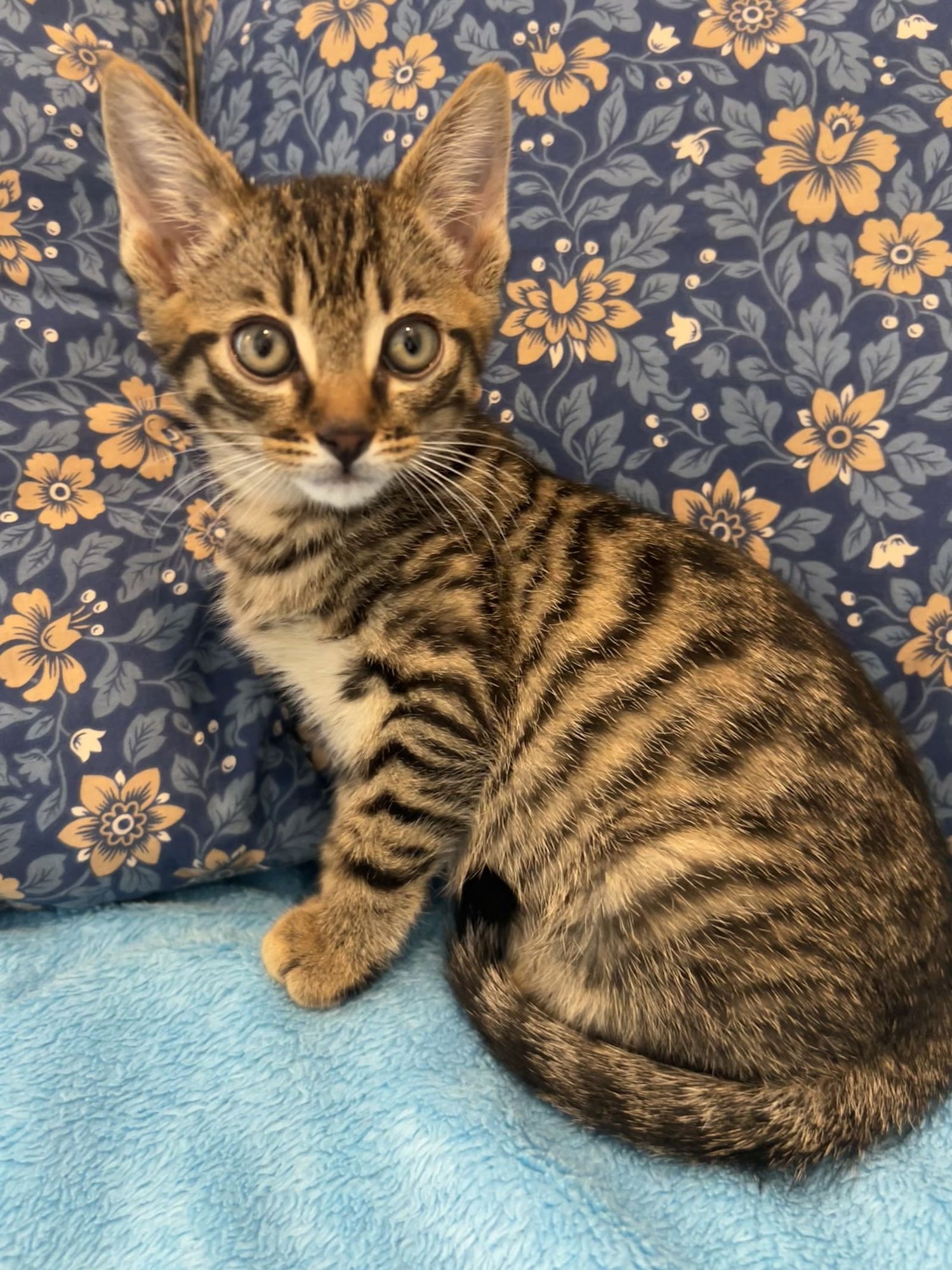 ZIGGY - Domestic Short Hair / Tabby available for adoption