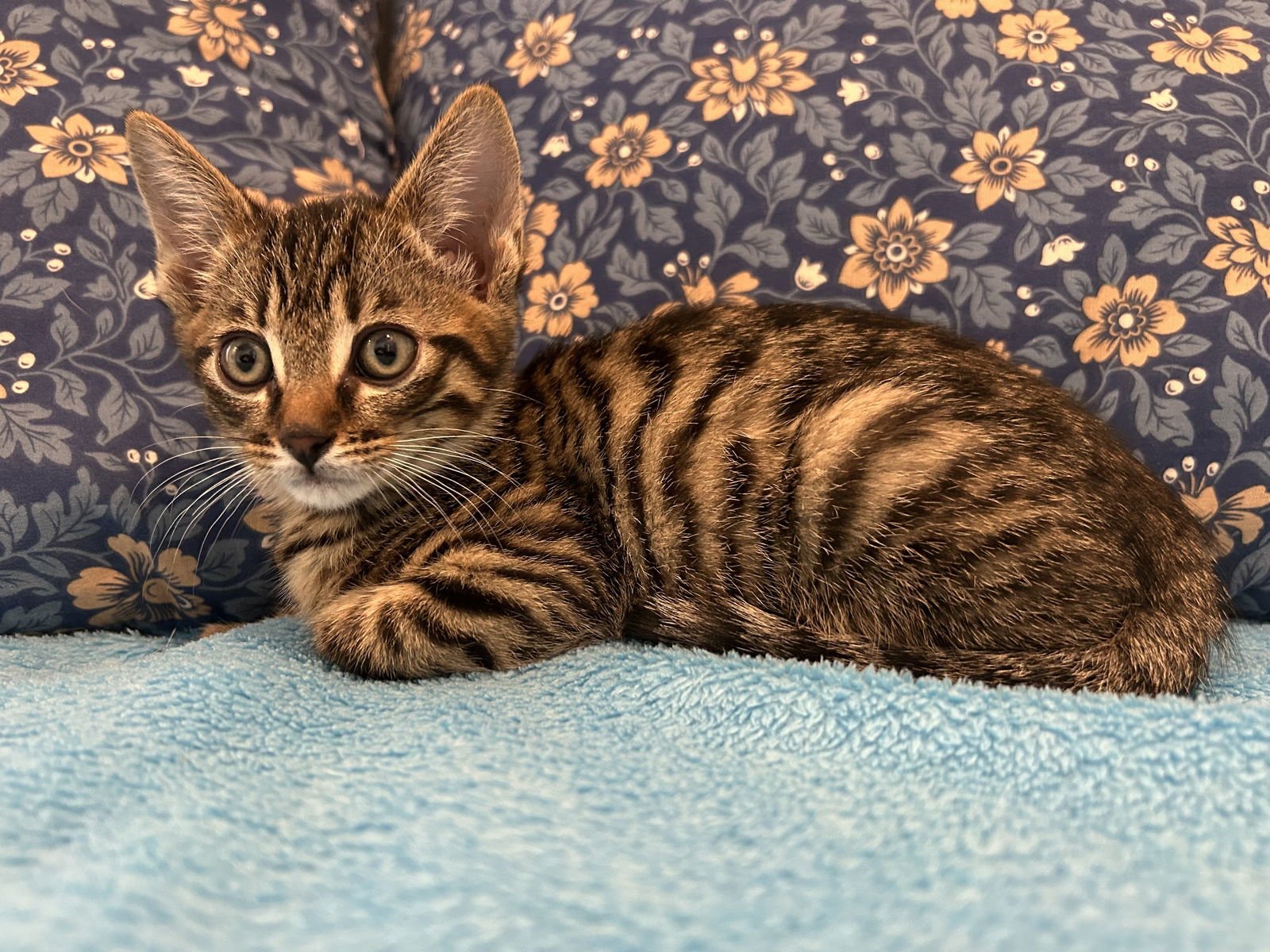 ZIGGY - Domestic Short Hair / Tabby available for adoption