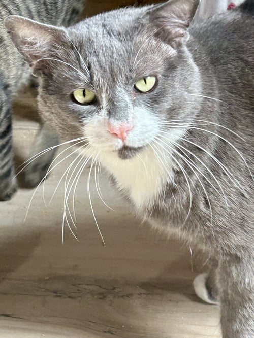 BAWLS - Domestic Short Hair available for adoption