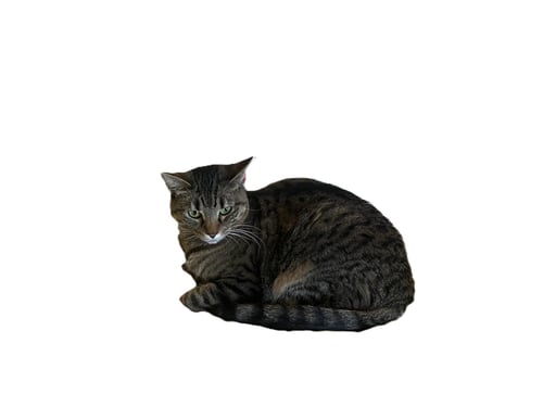AMBER - Tabby available for adoption