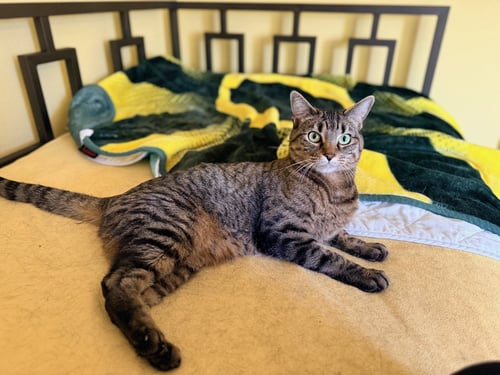 AMBER - Tabby available for adoption