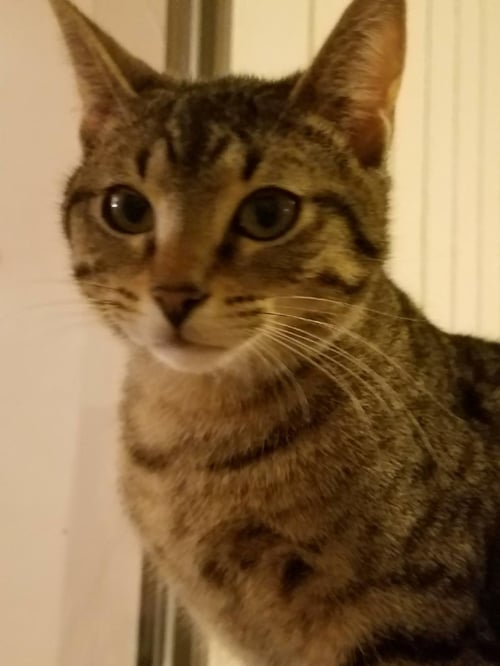 CINDY - Tabby available for adoption