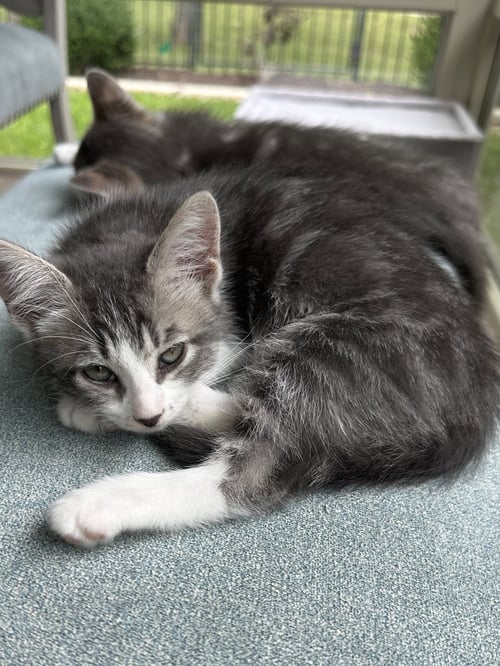 FERN - Tabby available for adoption