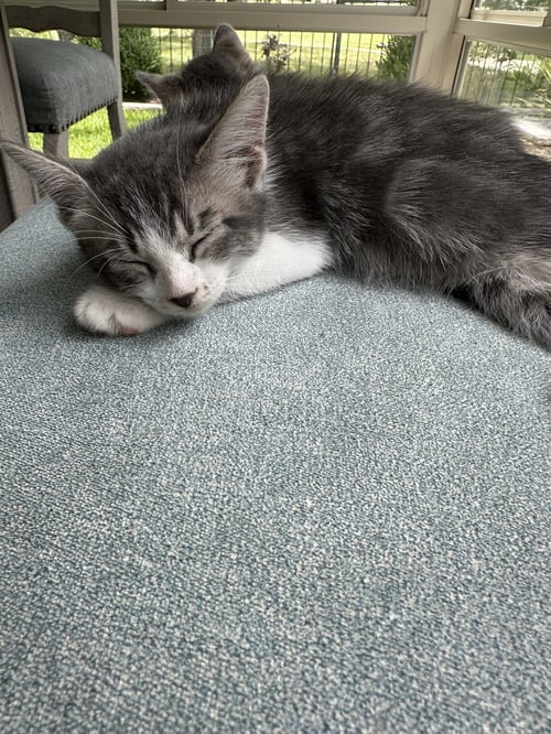 FERN - Tabby available for adoption