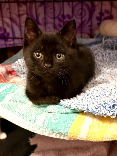 SCOTTIE - Scottish Straight / Domestic Medium Hair available for adoption